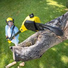 Best Tree Health Inspection  in Cedar Ridge, CA