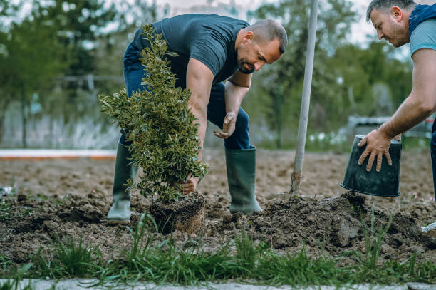 Best Hedge Trimming  in Cedar Ridge, CA