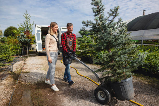 How Our Tree Care Process Works  in  Cedar Ridge, CA